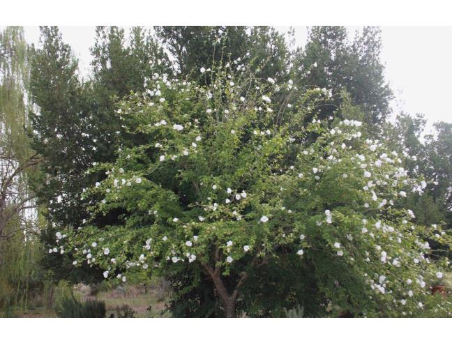 Anteprima foto 3 - Villa in Vendita a Olmedo (Sassari)