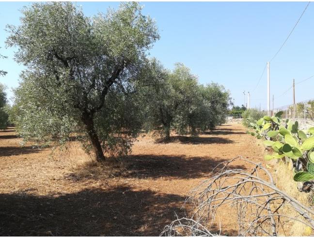 Anteprima foto 4 - Villa in Vendita a Palagianello (Taranto)