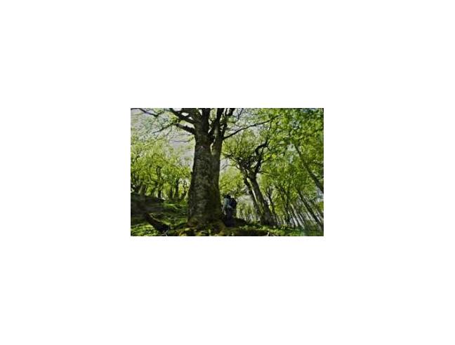 Anteprima foto 3 - Villa in Vendita a Pratovecchio Stia (Arezzo)