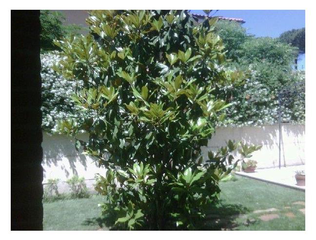 Anteprima foto 4 - Villa in Vendita a Roma - Aurelio