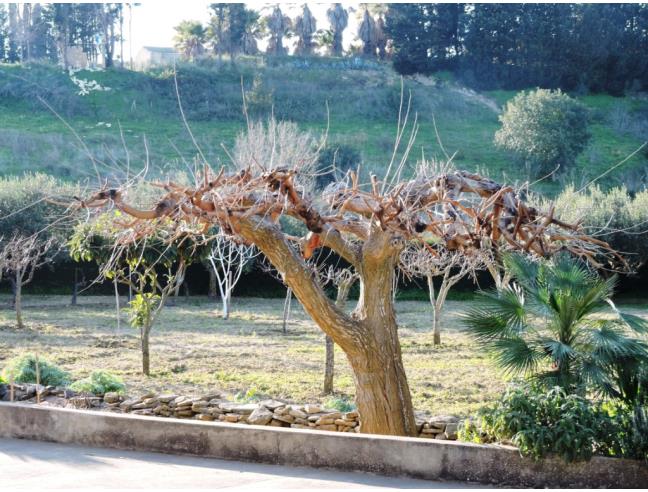 Anteprima foto 3 - Villa in Vendita a Salemi - Ulmi