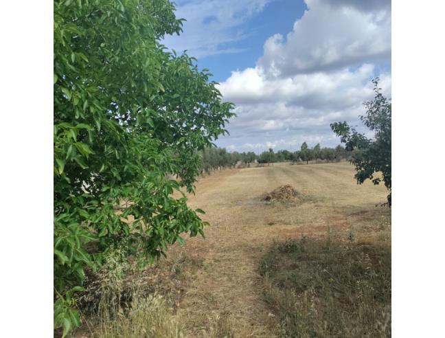 Anteprima foto 6 - Villa in Vendita a Sogliano Cavour (Lecce)