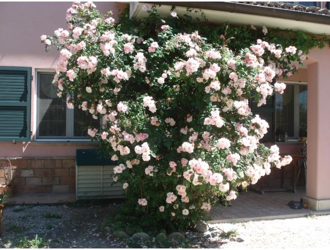 Anteprima foto 4 - Villa in Vendita a Terre Roveresche (Pesaro e Urbino)