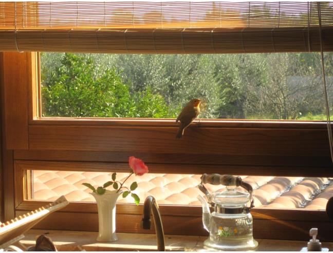 Anteprima foto 8 - Villa in Vendita a Velletri (Roma)