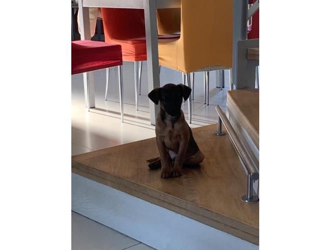 Anteprima foto 2 - Villetta a schiera in Vendita a Cappella Maggiore - Anzano