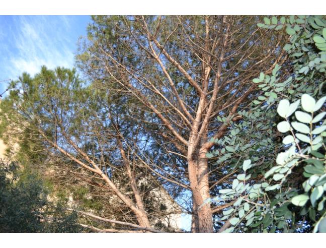 Anteprima foto 8 - Villetta a schiera in Vendita a La Maddalena (Sassari)