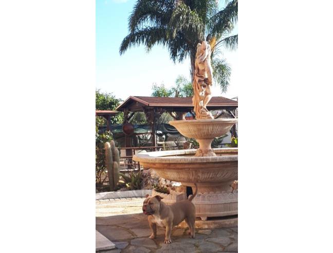 Anteprima foto 6 - Villetta a schiera in Vendita a Latina - Borgo San Michele