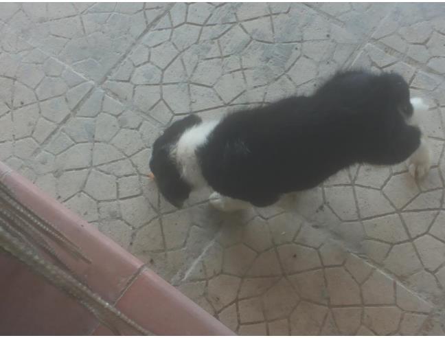 Anteprima foto 2 - Villetta a schiera in Vendita a Piazza Armerina (Enna)