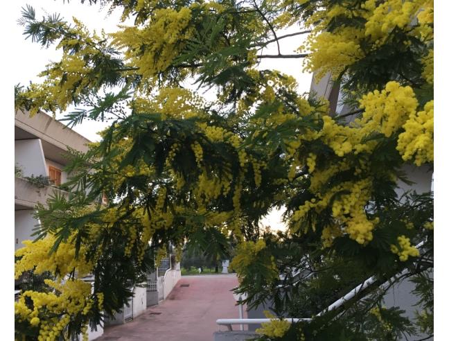 Anteprima foto 2 - Villetta a schiera in Vendita a San Salvo (Chieti)